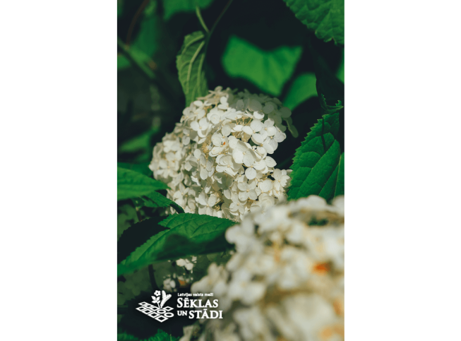 Hydrangea arborescens   'Grandiflora'
